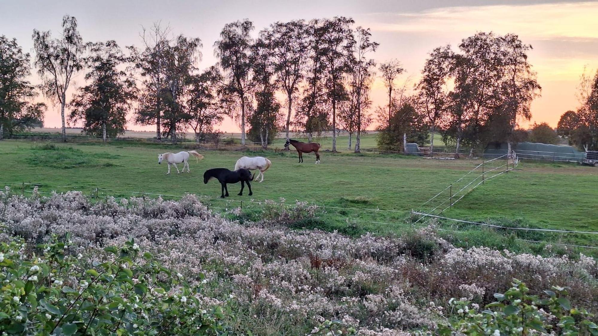 Js Feriendomizile Haus Abendrot Βίλα Hasselfelde Εξωτερικό φωτογραφία